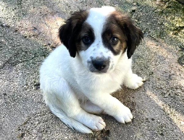 Jacky Adorabile Cucciolotto